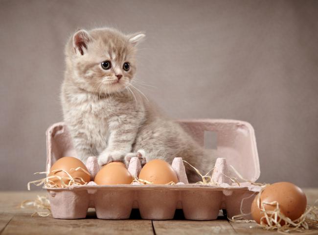 Is raw egg ok for cats best sale